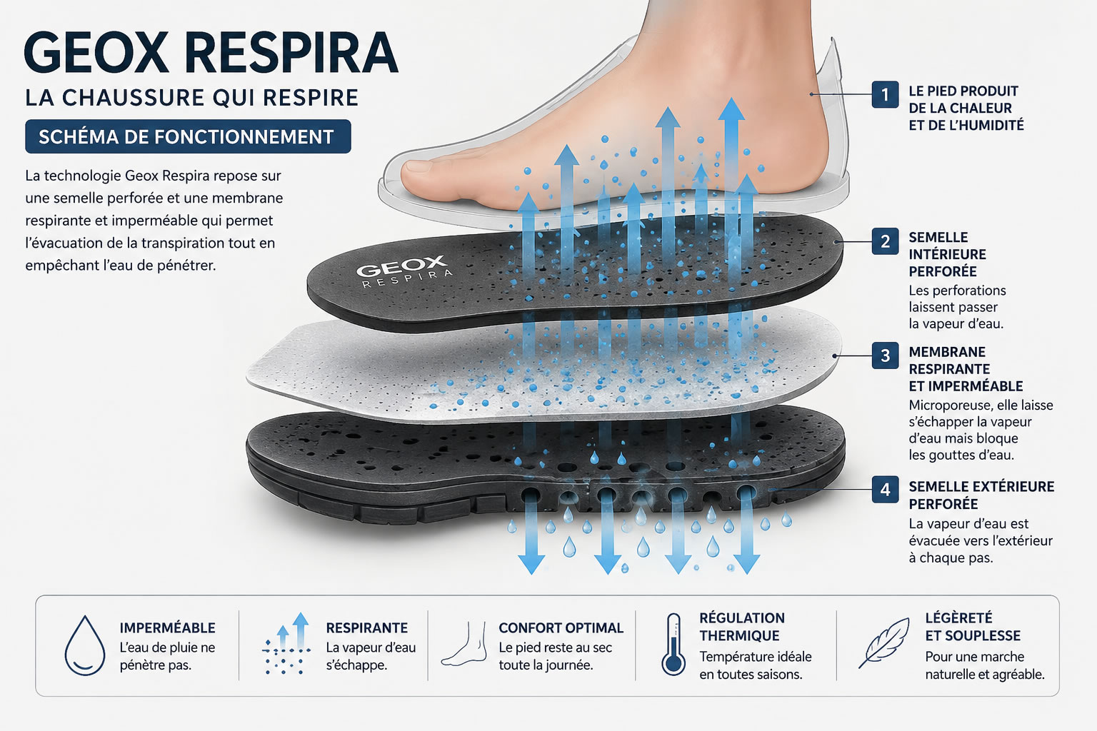 Schéma de fonctionnement de la technologie Geox Respira Schéma expliquant le fonctionnement de la technologie Geox Respira avec une semelle perforée et une membrane respirante permettant d'évacuer la vapeur d'eau tout en empêchant l'eau de pénétrer.